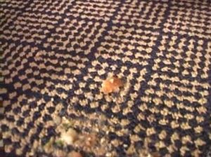 Женщина делает горловые отсосы неграм и ебется с ними