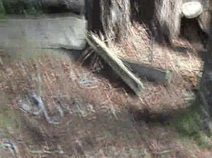 Девка сосет член кудрявого блондина и разрешает лизать свою киску