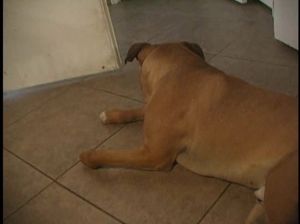 Домашняя съемка секса извращенки с пирсингом на пизде и ее парня