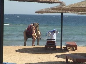 Горячий чешский парень поставил раком и трахнул подругу в отеле Египта