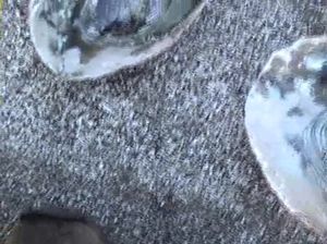 Парочка вышла на пикник в горы и мужик отменно выебал сучку на берегу реки