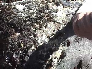 Парочка вышла на пикник в горы и мужик отменно выебал сучку на берегу реки